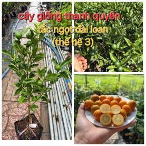 CÂY TẮC NGỌT ĐÀI LOAN THẾ HỆ 3 CAO 50CM -100CM TÙY THEO LÔ (trái trònthơm mật ong).hay còn gọi là kumquất)