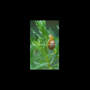 Skin Care Set 5pc Korean Snail and Ginseng Cleansing Gel Toner Eye Cream Serum Essence Cream Women Wife Mom Daughter