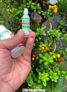 [ Mua 5 tặng 1 ] Siêu kích rễ HB101 nội địa Nhật Bản