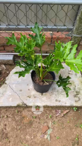 Cây Trầu Bà Thanh Xuân - Tổng thể cao tầm 50-60 cm - Kiểng lá sang trọng!