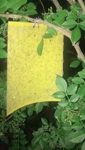 แผ่นกาวดักแมลง กาวดักแมลงวัน มีกาวในตัว มีให้เลือกหลายขนาด แพ็คละ 50/100แผ่น แมลงทำลายผลผลิต ดักแมลงศัตรูพืช กาวดัก