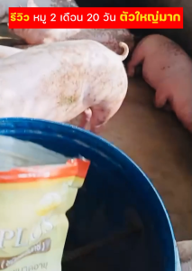 ดีมอลต์พลัส อาหารเสริมสุกร เป็ด ไก่ วัว1 กก.(จำนวน 5 ถุง)