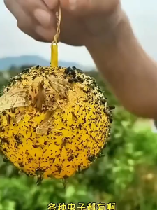 Chana ลูกบอลดักจับแมลงวัน กาวเหนียว สำหรับดักจับแมลง ใช้ได้ทั้งในบ้านและนอกบ้าน