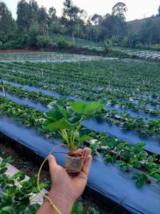 ต้นกล้าสตอเบอรี่ พระราชทาน 80 ชุด 25 ต้น รากแน่นพร้อมปลูก