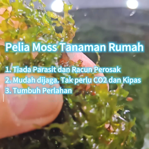 Pelia Moss Home Grown HappyFishLife