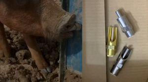 5pcs Brass Pig Nipple Water Feeder NPT 1/2" Stainless Steel Automatic Drinker Breed Oulet Waterners for baboy Sows Hogs