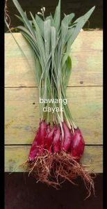 Bawang dayak langka super segar 100 gram siap kirim