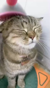 [Best deals] MRVET อาหารเม็ดแมว T2 แพ็ค 50g. - อุดมด้วยโอเมก้า 3 เพื่อการบำรุงผิวหนังและเส้นขน เหมาะสำหรับแมวทุกช่วงวัย