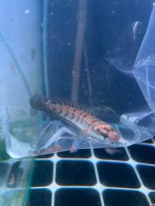 RED BARITO MARU (INDONESIA) 2.5-3.5INCH
