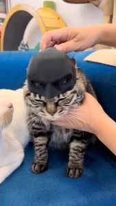 【select_sea】COD หมวกสัตว์เลี้ยง หมวกแมว หน้ากากแบทแมน Half Face Cat Mask วิกผมสัตว์เลี้ยง แบทแมว ตลกและน่ารัก ของตกแต่งคอสเพลย์