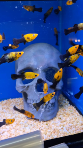 ✨ Gold Dust Molly – Premium Fancy Molly Fish ✨