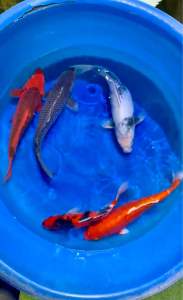 Japan koi import 45cm from Marusei Farm  5pcs Hand Picked Set RM4388 + shipping RM150 ( showa  soragoi aka matsuba shiro utsuri  orenji )