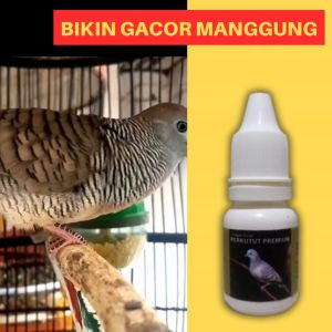 Vitamin Burung Perkutut Premium Biar Cepat Gacor Rajin Manggung