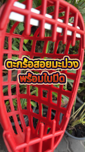 ตะกร้อสอยมะม่วง ตะกร้อสอยผลไม้ พร้อมใบมีด ช่วยให้เก็บผลไม้ได้ง่ายขึ้น คละสี