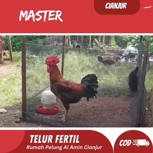Telur Ayam Pelung  Untuk Ditetaskan  Fertil Kemasan Box Halal Paket Tunggal Ekonomi - Lazada