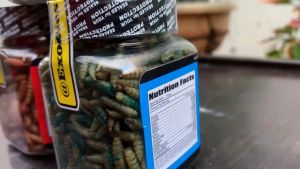 Maggot Kering Super Premium Collor || Maggot Premium Collor Plus Ekstra Antaxanthin dan Canthaxanthin Untuk Treatment Warna Pada Hewan Peliharaan Anda