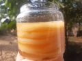scoby kombucha, Scoby Kombucha , con giống làm trà kombucha, hay còn gọi là trà bất tử. 