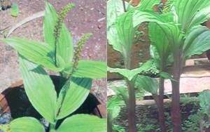 Bibit anggrek malaxis tanah per bibit