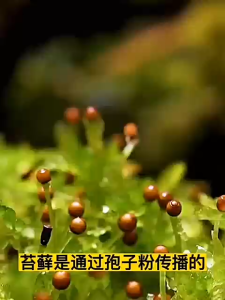 Moss spore powder (planted in all seasons) 苔藓孢子粉 微景观植物 假山/盆栽造景种子Micro landscape plant rockery/potted landscape seeds