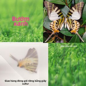 MEISITEKEKE | Set Côn Trùng Thật DIY Dành Cho Thủ Công Làm Tranh Trang Sức Và Quà Tặng Độc Đáo