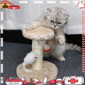 ที่ทาสแมว คอนโดแมว 2 ชั้น คอนโดแมวฝนเล็บแมว ของเล่นสัตว์เลี้ยง มี 4 สีให้เลือก