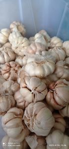 murah 1kg bawang putih bersih panen baru