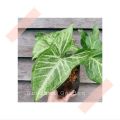 (GG real plant) syngonium green star ^  podophyllum arrowhead pokok keladi hiasan rumah indoor house ps. 