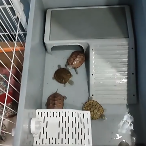 Large Turtle Tank With Drainage Special Box for Turtle Breeding With Drying Table Amphibious Tank Combined Turtle Breed