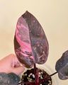 Philodendron Pink Princess

อนุบาลพร้อมส่ง. 