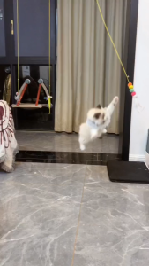 Đồ Chơi Cho Mèo Dây Treo Dán Trần Nhà Đồ Chơi Mèo Tương Tác Tự Chơi