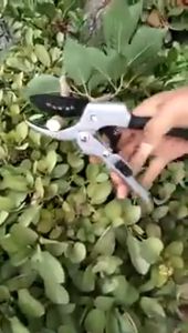COD UrPro Gunting Taman Ranting Pohon Tanaman Super Tajam Tumbuhan Bunga Peralatan Kebun / Tumbuhan Bunga Pruning Scissors 25mm - SK5 / Alat Potong dahan Ranting Alat Berkebun Bahan Baja Prunning Terbaik Paling Di cari material Kuat kokoh tahan Karat tren