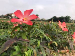 Mua 1 hộp tặng kèm 5 túi lọc trà gừng đen. Mua 2 hộp tặng thêm 1 hộp  - Trà hoa sâm bố chính - 30 Gói