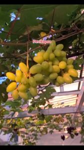 Bibit Anggur Import Transfiguration Stek Grafting