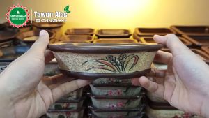 Pot Keramik Bonsai Kecil: Desain Minimalis & Praktis