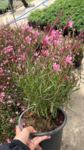 หญ้าฟรุ้งฟริ้ง ชื่อน่ารักดอกก็น่ารัก Oenothera lindheimeri Butterfly Gaura