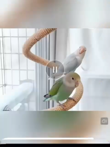 60cm/100cm Bendable Climbing Rope Perch Toy for Bird Budgerigar Love Bird Cockatiel Parrot