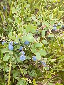 Wild No-Additives Blueberry Dried Fruits 500g