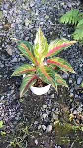 Cây Hồng Ngân Vân Đỏ - Tổng thể tầm 20-30 cm - Kiểng lá decor sang trọng!