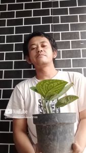 Tanaman Indoor Monstera Karstenianum & Monstera Peru: Panduan Lengkap