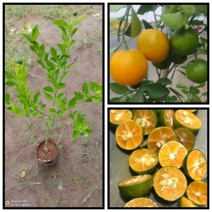 Bibit Jeruk Kip / lemon Cui / Jeruk Kolomonde / Jeruk Kasturi untuk Wedang rasa asem