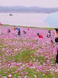 （爆款种子）波斯菊种子格桑花种籽子七彩四季播种开花卉易活花籽庭院室外种孑