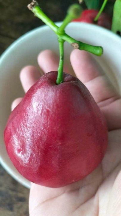 CÂY GIỐNG MẬN HỒNG ĐÀO HUYẾT CHUA NGỌT GIÒN chuẩn giống