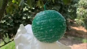 5 Pcs Lem Lalat Buah Bulat Insek Lalat Buah Perangkap Lalat Buah Yellow Trap Fruit Fly Trap Obat Lalat Buah Lalat Buah Perangkap Lem Lalat