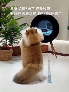 SHENJINGMAO | Đồ Chơi Mèo Điện Tự Động Hình Bướm