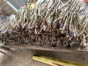 กิ่งชะอม(หนามน้อย) 20 กิ่ง