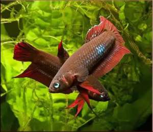 Coccina Betta/Wild Betta/Readystock/Freshwater/OrnamentalFish