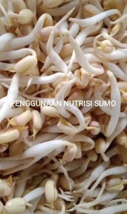 SUMO8%20Cair%20A%20+%20B%20&%20Top%20Kering%20Tauge%20(%20Peningkat%20bobot%20tauge%20&%20Pengawet%20Organik%20tauge%20)%20-%20Image%205
