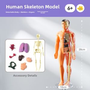 FUZAO | Disassemblable Anatomy Model Toy with 3D Skeleton and Organs