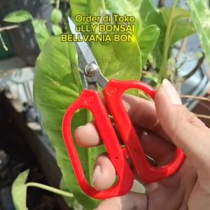 Gunting Prunning Daun Pin S206 Gagang Merah Panjang 13 Cm