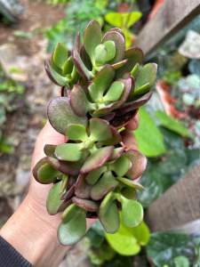 Ready stock⚠️ Plants Succulent Money Plant 多肉植物 - 发财树